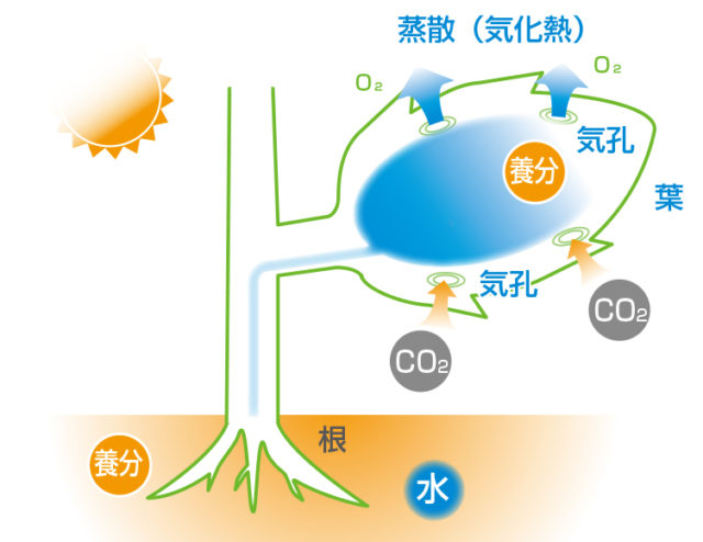 開発秘話 日射比例潅水 コントローラ「 潅水 ナビ 」 ができるまで 【 開発者 ： 杠 】 | ニッポー